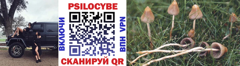 Псилоцибиновые грибы Psilocybe  Бийск 